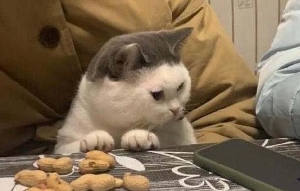 主人把猫咪抱怀里，猫咪趁主人不注意，小爪爪偷了一颗花生 