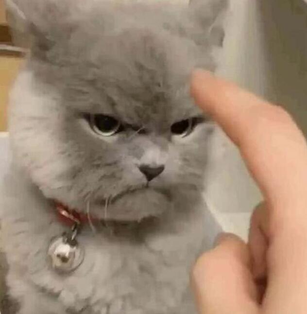 主人无聊逗猫，却把猫咪惹怒了，看到猫咪的表情顿时笑喷