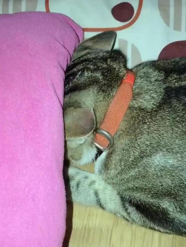 主人玩到半夜回家,猫的反应让他哭笑不得,喵:别碰我,生气着呢 主人玩到半夜回家,猫的反应让他哭笑不得,喵:别碰我,生气着呢