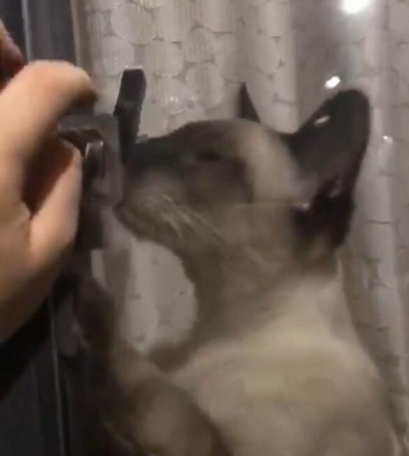 主人忘记带钥匙,猫咪的做法让主人惊喜,养猫千日终于派上用场! 主人忘记带钥匙,猫咪的做法让主人惊喜,养猫千日终于派上用场!