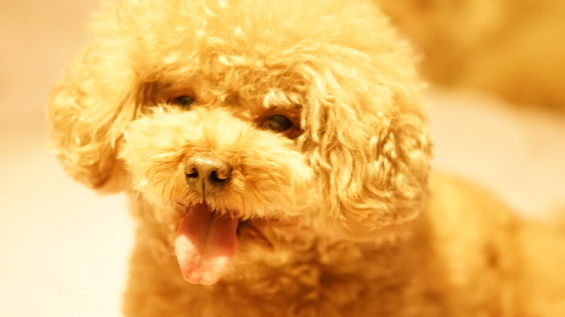 柴犬被主人打扮成如花后，差点就废了...