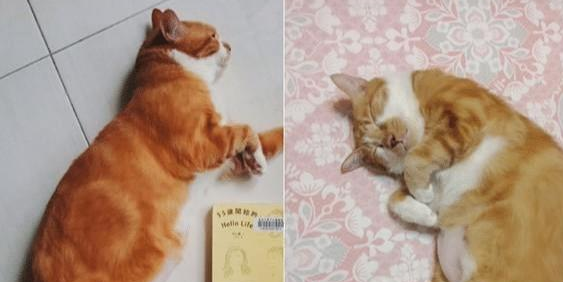 养了一只橘猫五年才敢带回家,本以为不会同意,结果家人都变猫奴 养了一只橘猫五年才敢带回家,本以为不会同意,结果家人都变猫奴