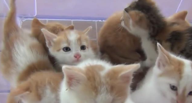 一窝奶猫舍不得送走,如今每天家里都一片狼藉,主人欲哭无泪 一窝奶猫舍不得送走,如今每天家里都一片狼藉,主人欲哭无泪