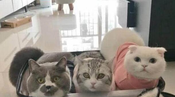 主人在整理行李箱，一回头，就被自家三只猫咪的表情萌的心都化了