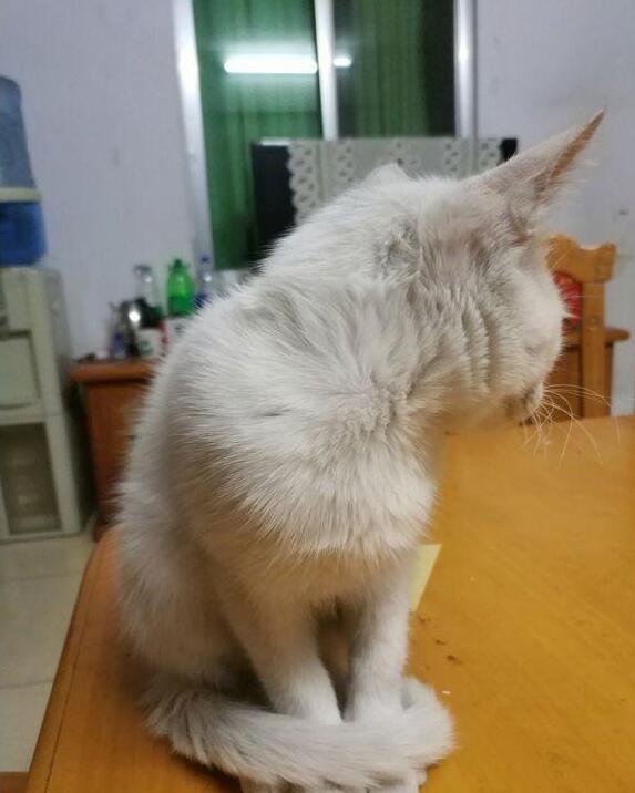 主人下班回家发现猫咪“圈地自萌”，走近一看才发现竟是这个原因
