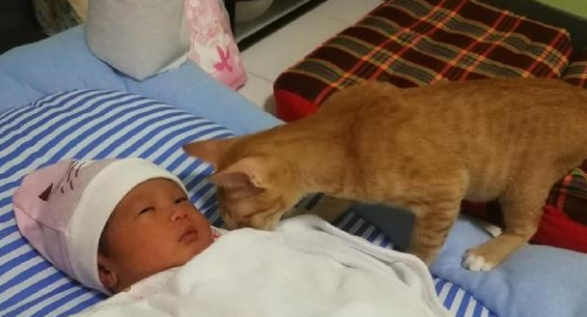 朋友建议把橘猫丢掉换只猫,可宠主却不同意,直到亲自见过猫后! 朋友建议把橘猫丢掉换只猫,可宠主却不同意,直到亲自见过猫后!