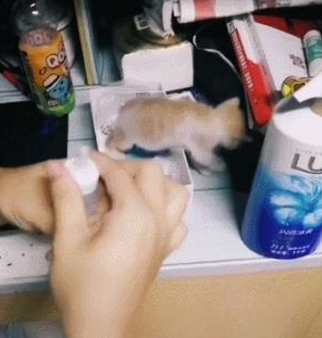 一只小猫六个爹，全宿舍的人手忙脚乱，网友：流浪猫成了小公举