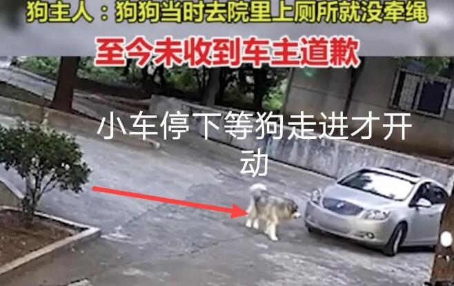 湖南郴州因狗未拴绳,疑被小车故意碾压致死,车主却拒绝道歉 湖南郴州因狗未拴绳,疑被小车故意碾压致死,车主却拒绝道歉