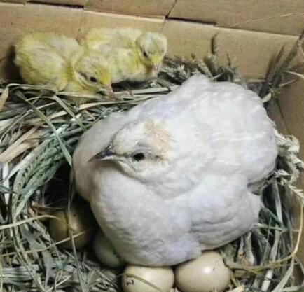 比鸡蛋还小的鸡—芦丁鸡，个头虽小，营养却很高，养殖前景很不错