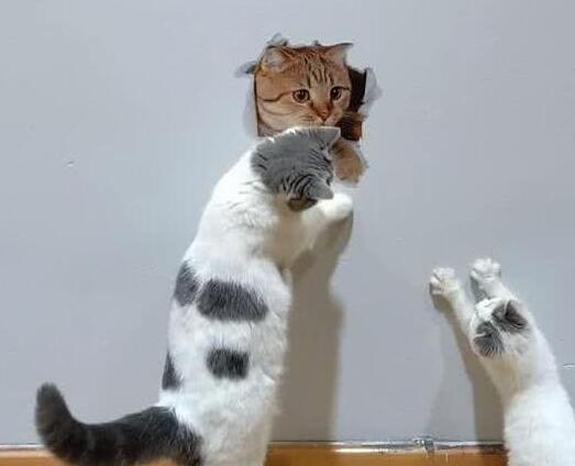 主人在墙上画了只橘猫，家里两只猫咪不淡定了：别怕！我救你出来