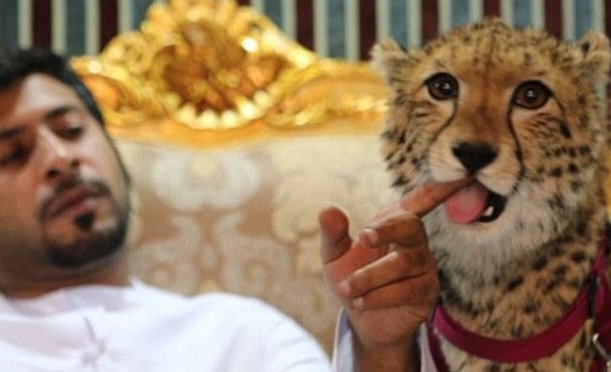 一只售价近20万!中东富豪对猎豹的追捧,正在加速猎豹的灭绝进程 一只售价近20万!中东富豪对猎豹的追捧,正在加速猎豹的灭绝进程