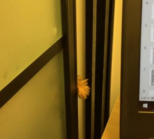 一听主人要出去逛狗就是这种眼神,网友:这不是来自女友的凝视吗 一听主人要出去逛狗就是这种眼神,网友:这不是来自女友的凝视吗