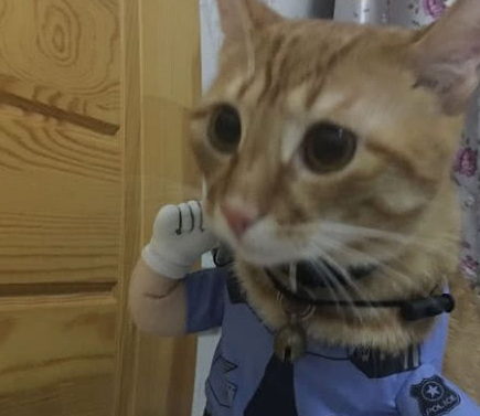 小学生霸气收养流浪猫，直接塞进书包带走，猫咪的表情亮了 