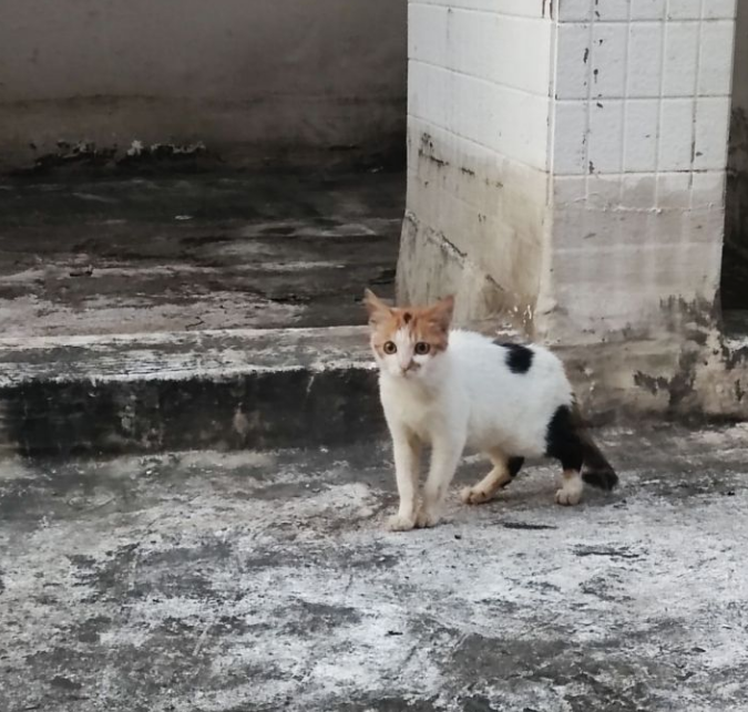 我始终是不支持投喂流浪猫狗的。