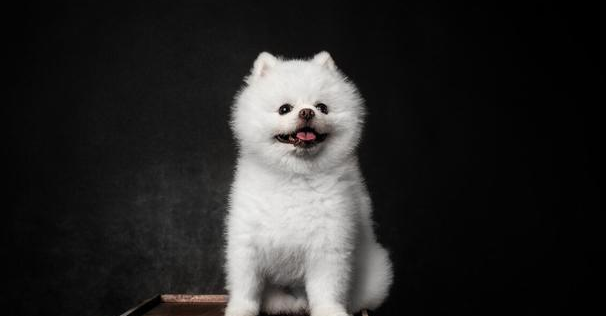 宠物盲盒又出现了!为何屡禁不止?是谁在无视法律? 宠物盲盒又出现了!为何屡禁不止?是谁在无视法律?