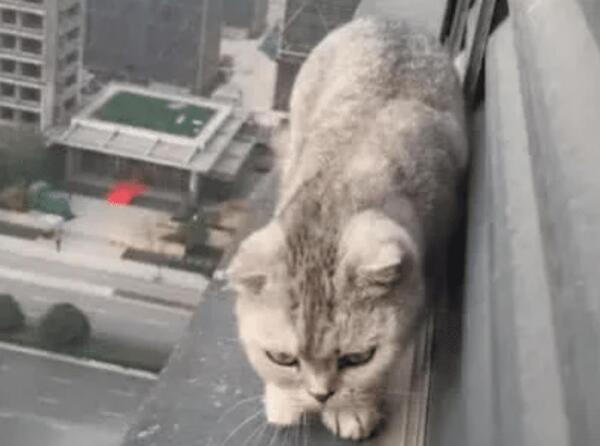 女子带着猫咪去做绝育, 次日起床看窗外风景, 低头一看不淡定了 