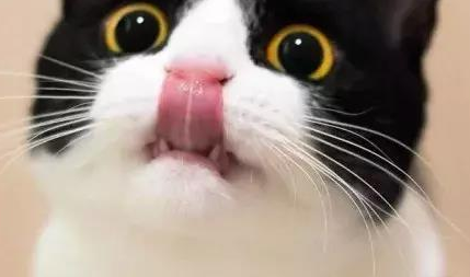 行走的表情包，你家有吗？每只猫都是天生表情包