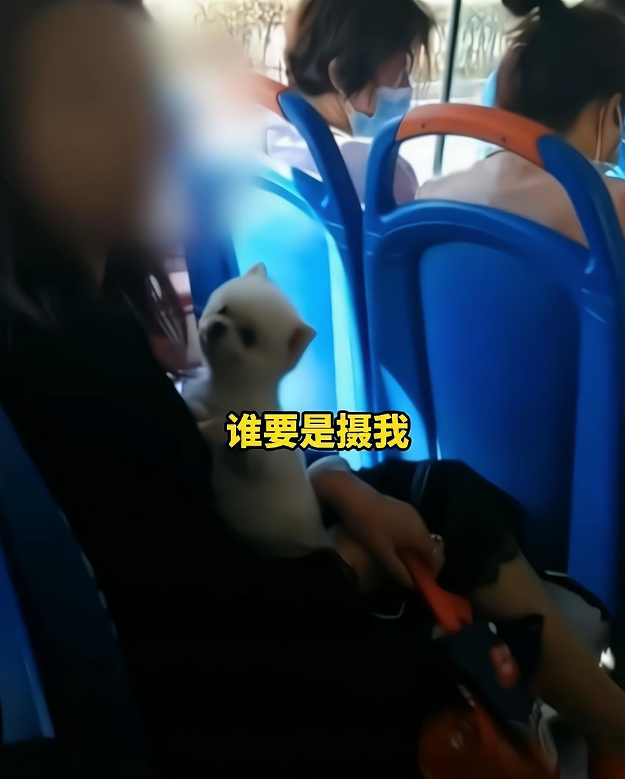 宠物比人值钱?大同女子带宠物狗上公交车,一路辱骂语出惊人 宠物比人值钱?大同女子带宠物狗上公交车,一路辱骂语出惊人