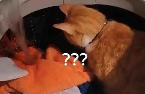 洗衣机正在放水，橘猫却仍坐在原地不走！网友：肯定以为有鱼