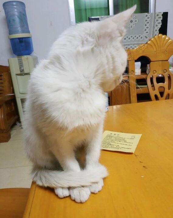主人下班回家发现猫咪“圈地自萌”，走近一看才发现竟是这个原因