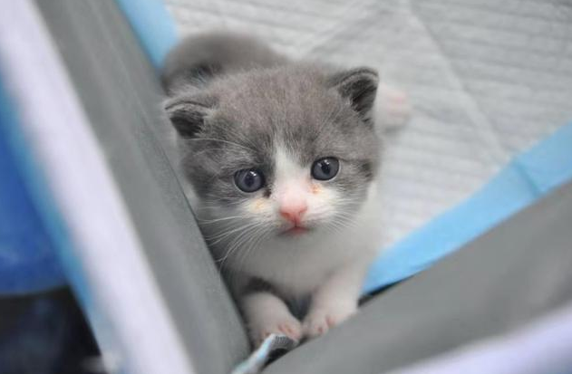 首只克隆猫|我国首只克隆猫诞生是怎么回事 克隆猫克隆原体是什么 首只克隆猫|我国首只克隆猫诞生是怎么回事 克隆猫克隆原体是什么