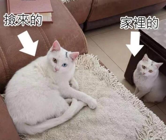 缘分来了挡不住，跟着妈妈回家的猫咪居然和家中的猫咪长得一样