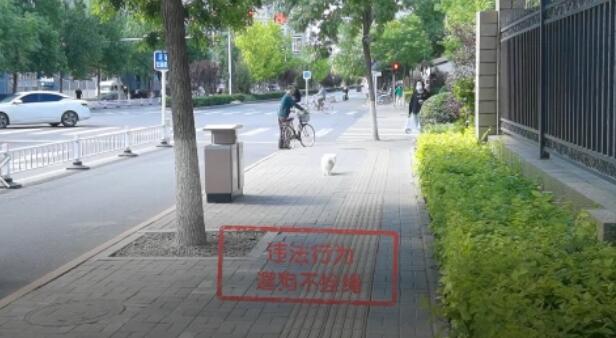 文明养犬知多少？切记做到“宠爱”有方～