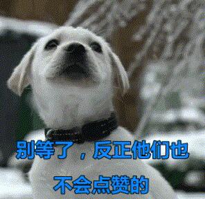 主人买了只小蓝猫,仓鼠每天对它投怀送抱:从小打好关系很重要! 主人买了只小蓝猫,仓鼠每天对它投怀送抱:从小打好关系很重要!