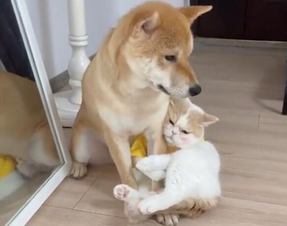 杭州猫咪与狗子相亲相爱,猫咪放撒娇大招拴住狗子的心:不松手你就跑不掉 杭州猫咪与狗子相亲相爱,猫咪放撒娇大招拴住狗子的心:不松手你就跑不掉