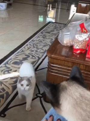 一听到罐头响声,猫咪立马就跑过来了:在食物面前,我没有尊严 一听到罐头响声,猫咪立马就跑过来了:在食物面前,我没有尊严