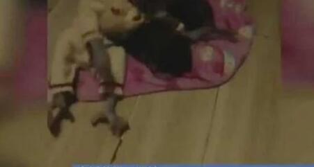 女子网络直播养猕猴 猴子牵出大案