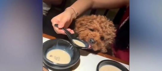女子用饭店勺子喂狗,饭店态度存疑,网友:再也不去这家店吃饭了 女子用饭店勺子喂狗,饭店态度存疑,网友:再也不去这家店吃饭了