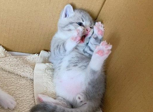 看了这只猫，我终于明白，为什么还有那么多人愿意养猫了