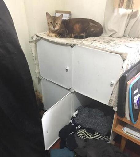 怎么防止猫开柜子 | 铲屎官防止猫咪开柜子新招式,气的猫咪直翻白眼! 怎么防止猫开柜子 | 铲屎官防止猫咪开柜子新招式,气的猫咪直翻白眼!