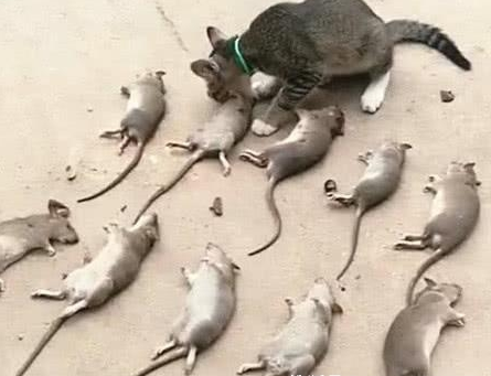 主人家里闹老鼠,猫咪出手逮个正着,次日主人才知它还有强迫症 主人家里闹老鼠,猫咪出手逮个正着,次日主人才知它还有强迫症