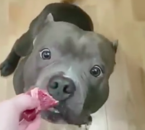 网友给狗狗喂了一块肉,主人及时叫停,狗:我等着你呢 网友给狗狗喂了一块肉,主人及时叫停,狗:我等着你呢