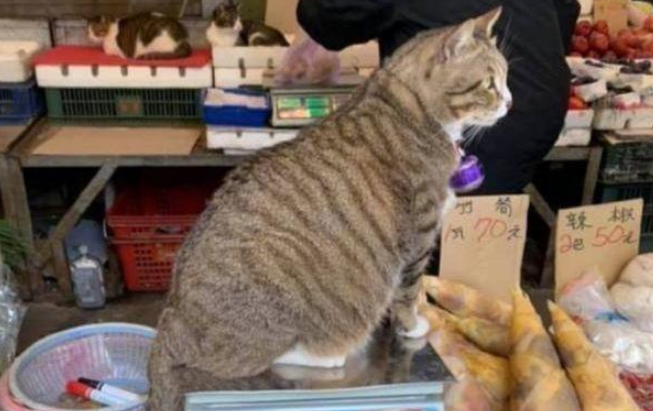 猫咪陪主人卖菜,来往的人忍不住想摸,老板:会咬人,不要摸太久 猫咪陪主人卖菜,来往的人忍不住想摸,老板:会咬人,不要摸太久