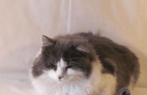 猫咪7岁之后需要主人的细心照顾,它们已经不再年轻了 猫咪7岁之后需要主人的细心照顾,它们已经不再年轻了