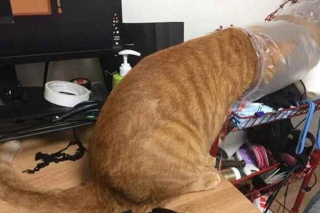 为了防止猫咪中暑,主人想出这个小妙招,网友看后笑岔气了! 为了防止猫咪中暑,主人想出这个小妙招,网友看后笑岔气了!