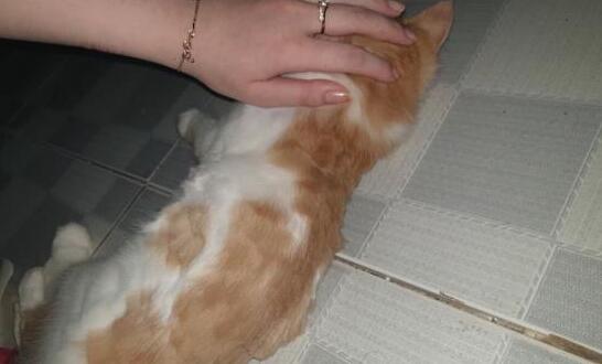 主人心血来潮，给橘猫剪“发型”，橘猫：主人，你是魔鬼本人吗？