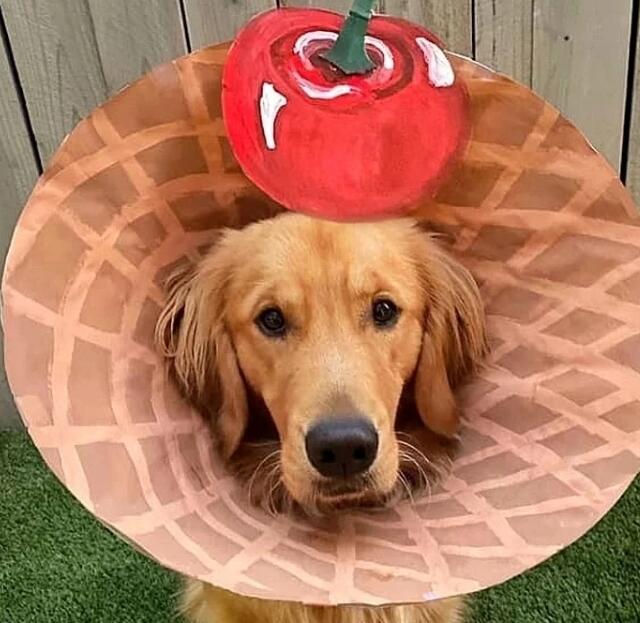 金毛犬绝育后要戴两周“耻辱圈”，主人灵机一动，耻辱变时尚