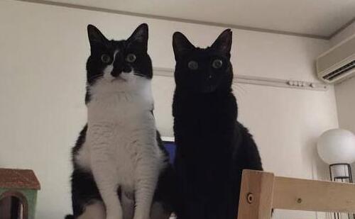 妈妈让猫咪盯着小主人, 不让她出门, 猫咪认真严肃的表情逗哭主人