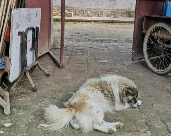 陪伴一家人十几年的狗狗，早晨悄无声息地消失了