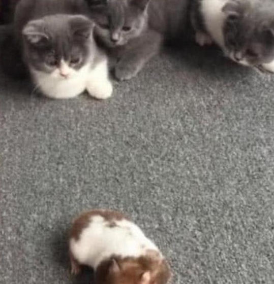 一只胖仓鼠，被三只蓝猫围观，猫咪好奇的样子把主人萌翻