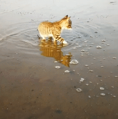 一只喜欢赶海的小脑斧，渔民家的喵，猫：jiojio都是水，要甩一甩