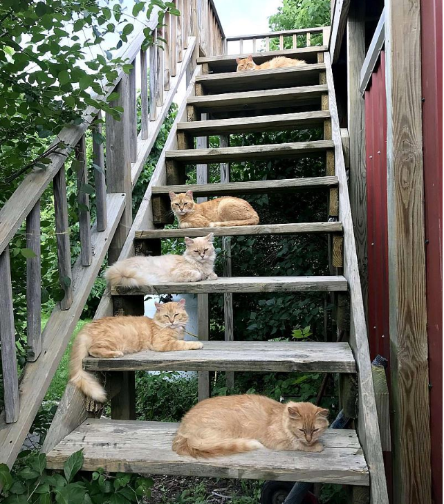 买农舍送15只猫，还有这种好事？