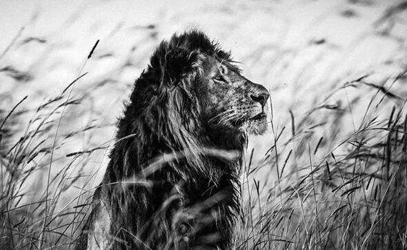 地球猫科之王，强于东北虎，最后一只巴巴里狮被殖民者拍照后射杀