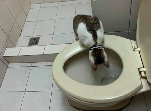 猫咪对家里的马桶情有独钟，总是伸头往里面看，猫：什么味道？