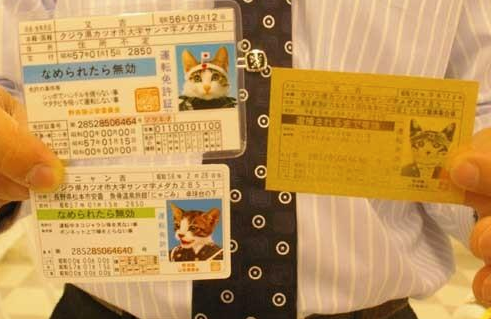 收留野猫可以赚钱吗 | 29岁靠收养的流浪猫两年捞金几十亿,至今还在赚 收留野猫可以赚钱吗 | 29岁靠收养的流浪猫两年捞金几十亿,至今还在赚