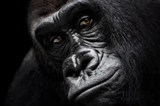 比利时女子与猩猩相爱，频繁送吻影响猩际交往，被禁入动物园
